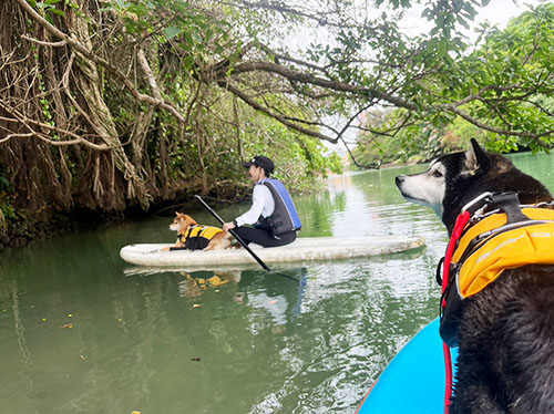 Kayaking with your pet3