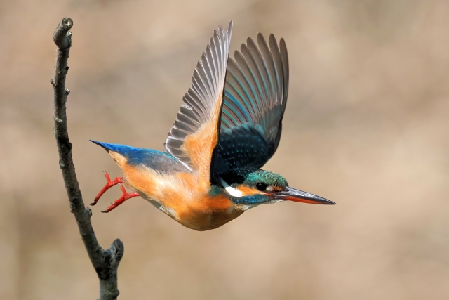 カワセミ_比謝川 カワセミ_比謝川