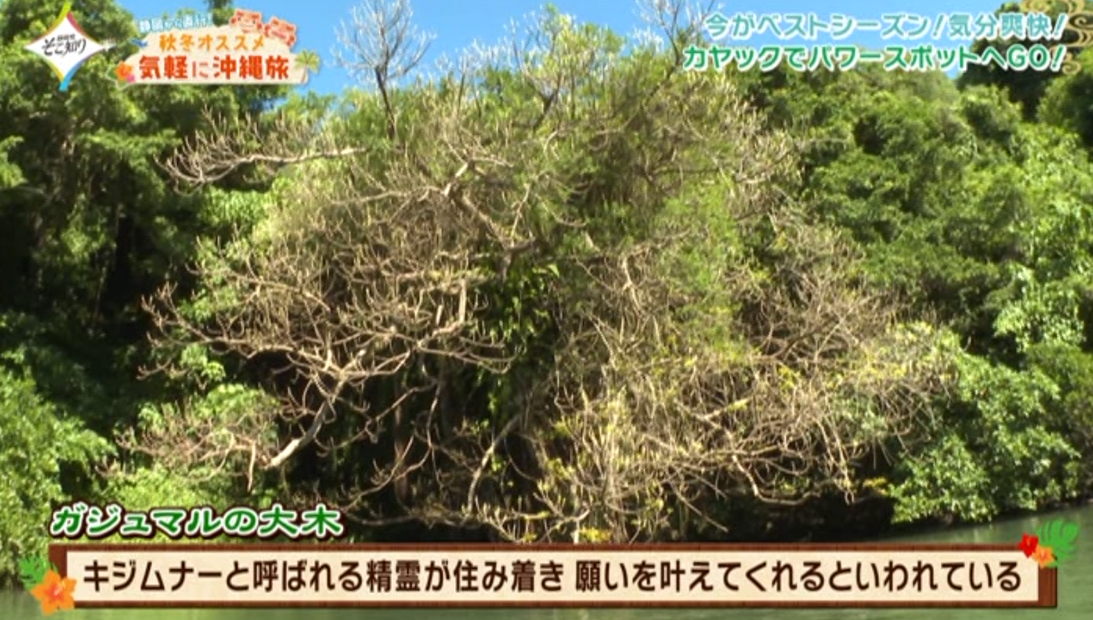 ＳＢＳテレビ「静岡発そこ知り」でブルーフィールドが紹介されました01