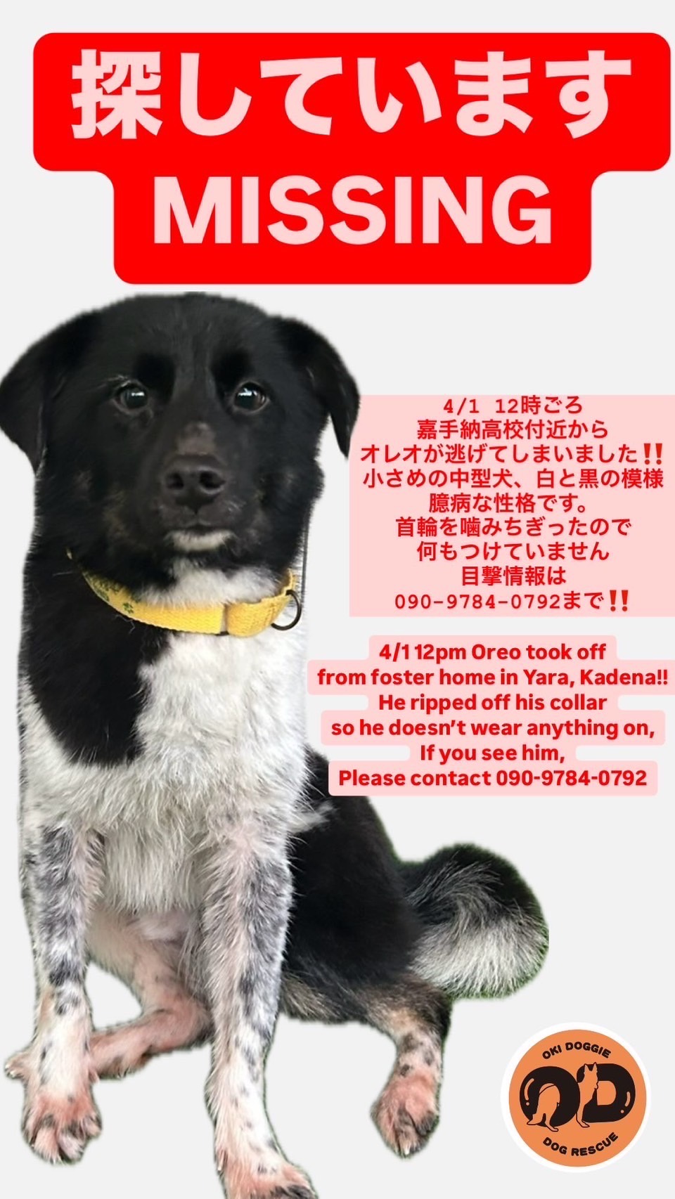 迷い犬